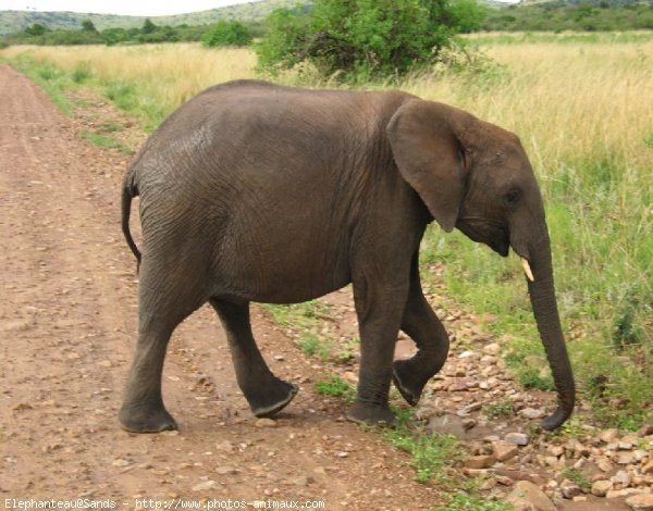 Photo d'Elphant d'afrique