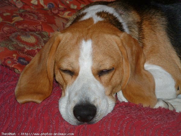 Photo de Beagle