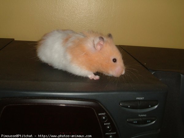 Photo de Hamster