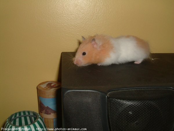 Photo de Hamster