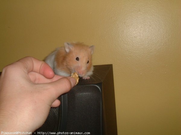 Photo de Hamster