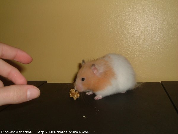 Photo de Hamster