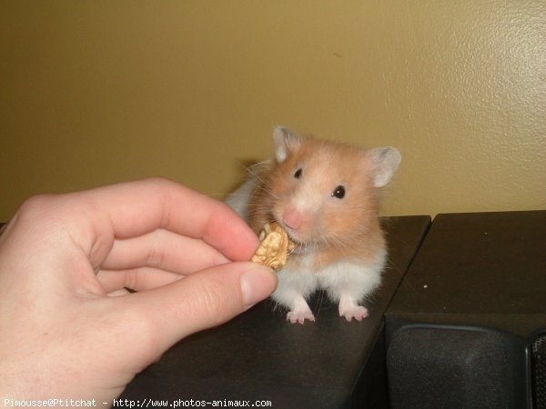 Photo de Hamster