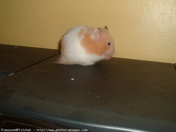 Photo de Hamster