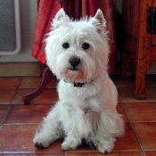 Photo de West highland white terrier