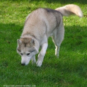 Photo de Husky siberien