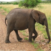 Photo d'Elphant d'afrique