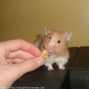 Photo de Hamster