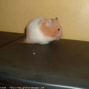 Photo de Hamster