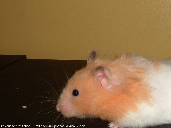 Photo de Hamster