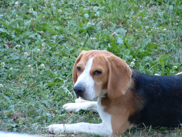 Photo de Beagle