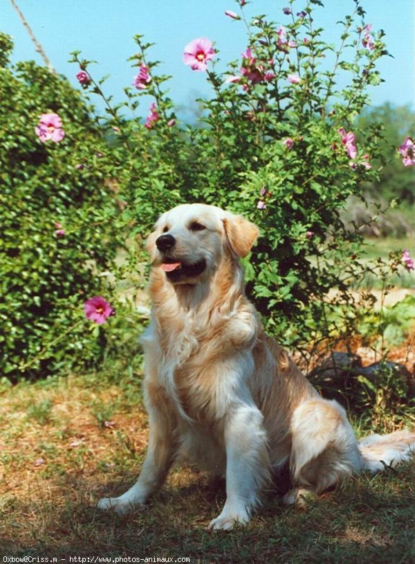 Photo de Golden retriever