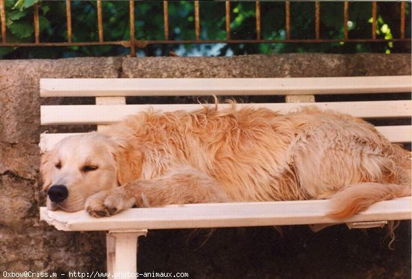 Photo de Golden retriever