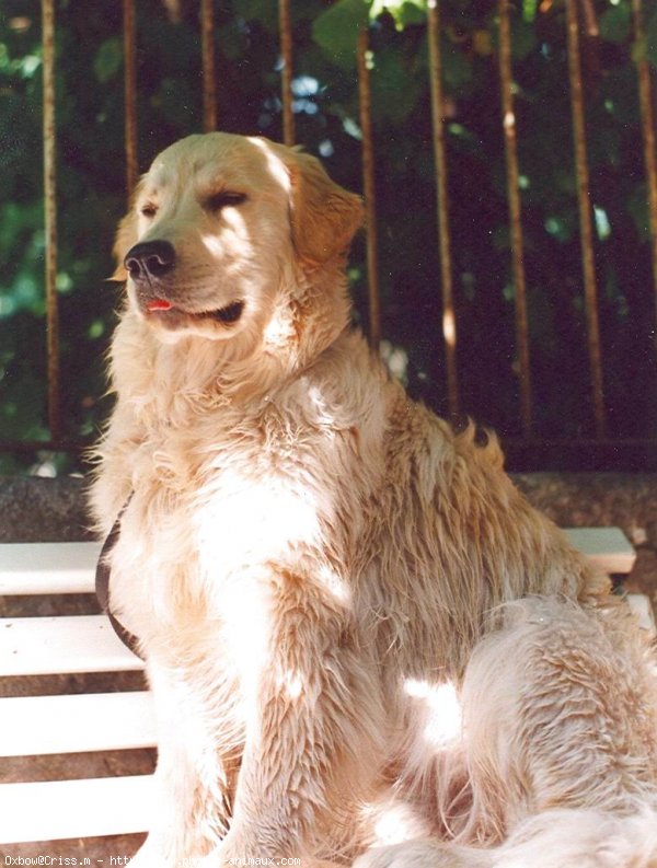 Photo de Golden retriever