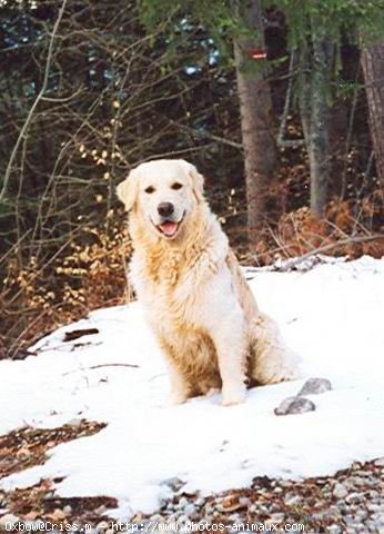 Photo de Golden retriever