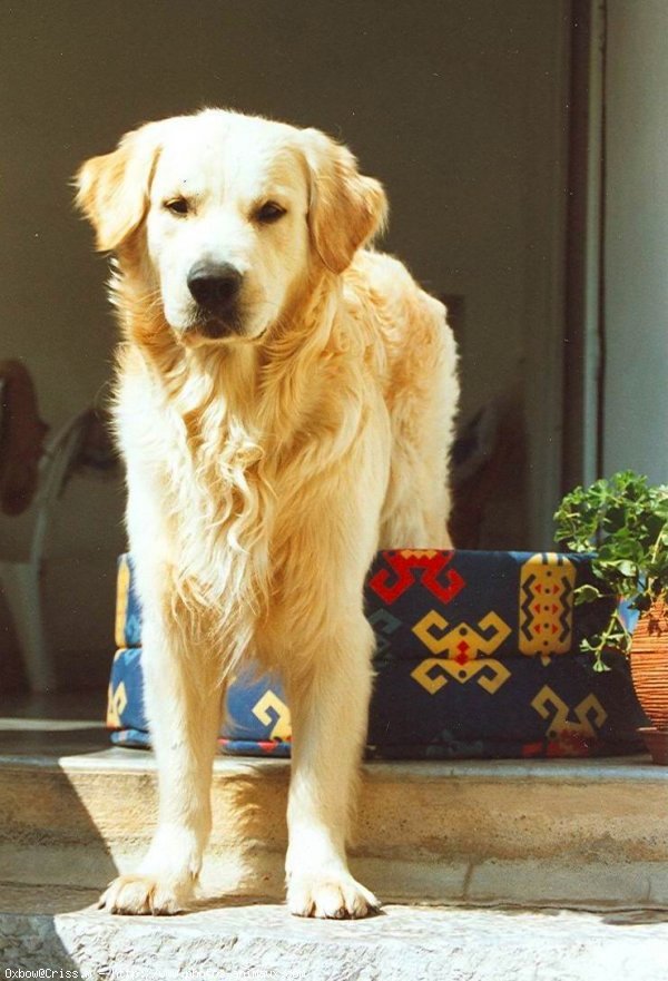 Photo de Golden retriever