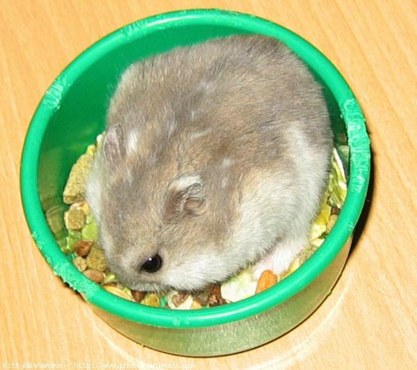 Photo de Hamster