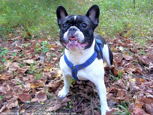 Photo de Bouledogue franais