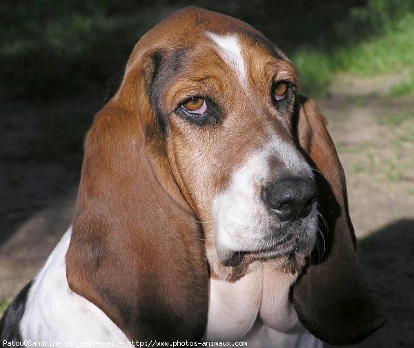 Photo de Basset hound