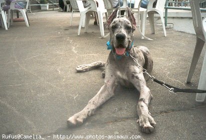 Photo de Dogue allemand