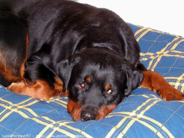 Photo de Rottweiler