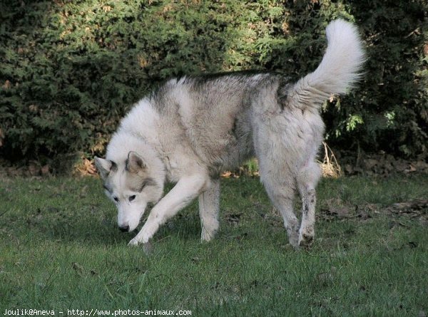 Photo de Husky siberien