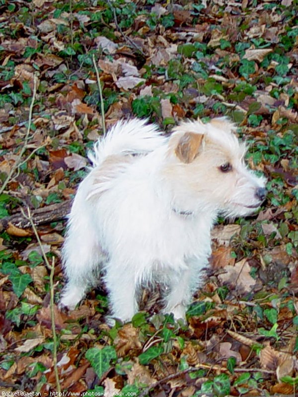 Photo de Jack russell terrier