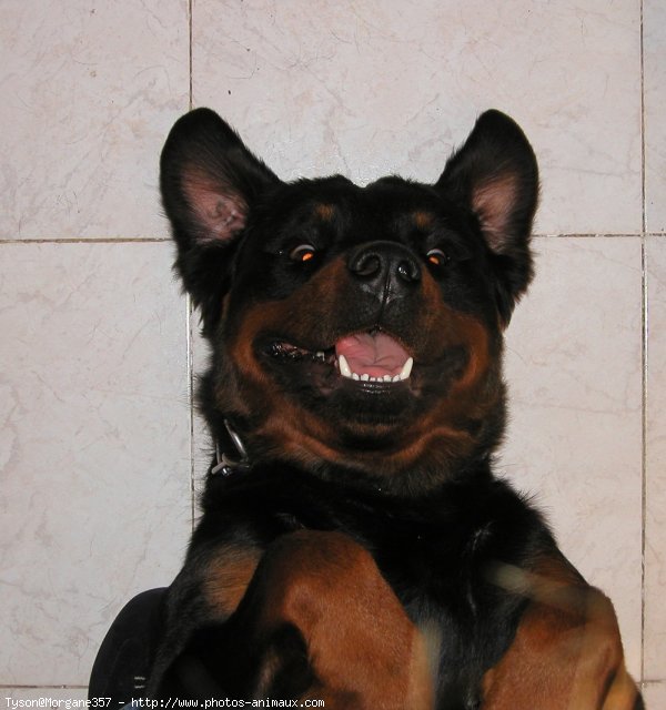 Photo de Rottweiler