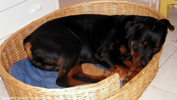 Photo de Rottweiler