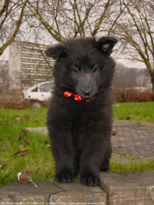 Photo de Berger belge malinois