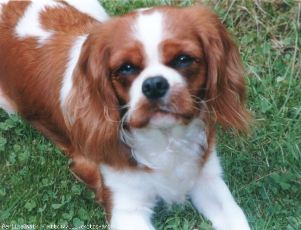 Photo de Cavalier king charles spaniel