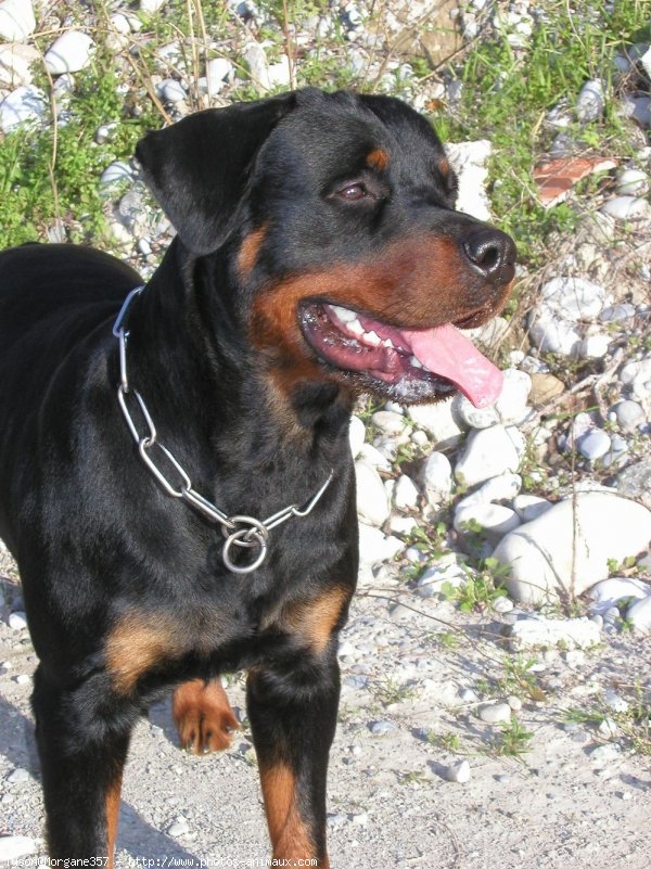 Photo de Rottweiler