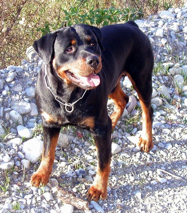 Photo de Rottweiler