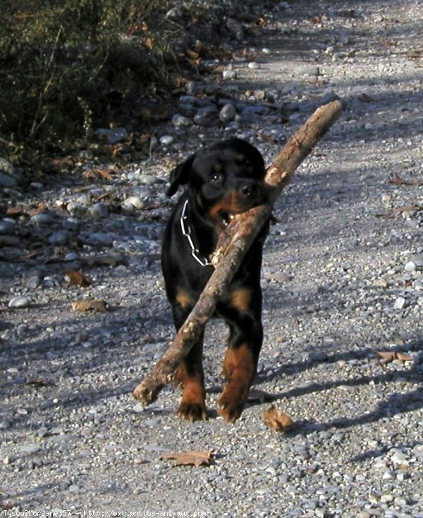 Photo de Rottweiler