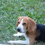 Photo de Beagle