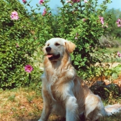 Photo de Golden retriever