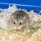 Photo de Hamster