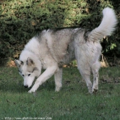 Photo de Husky siberien