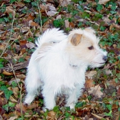 Photo de Jack russell terrier