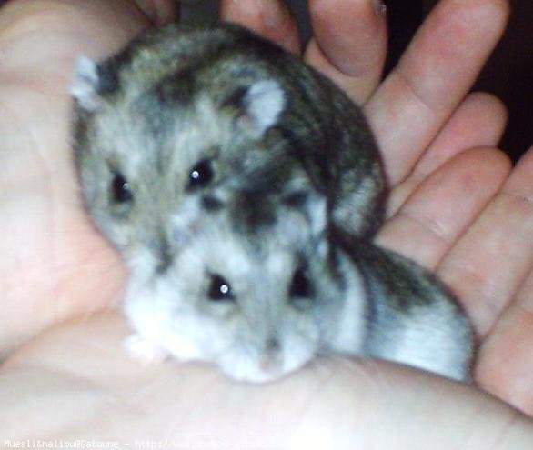 Photo de Hamster