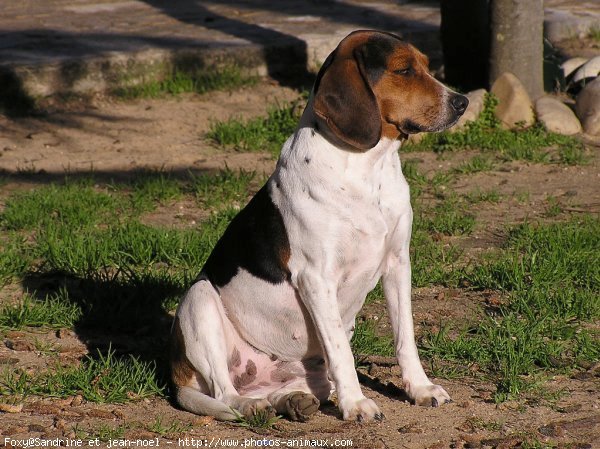 Photo de Beagle