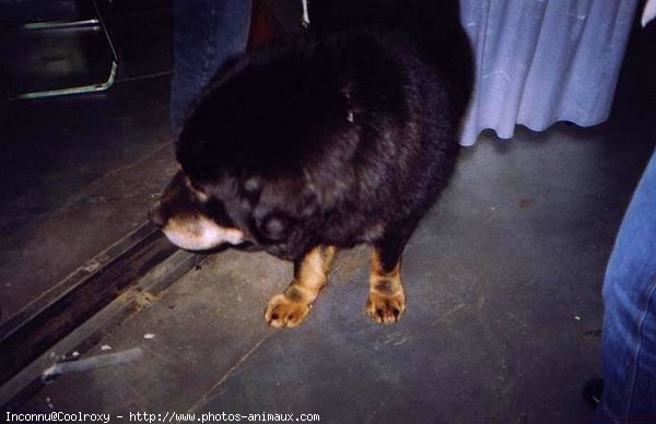 Photo de Dogue du tibet