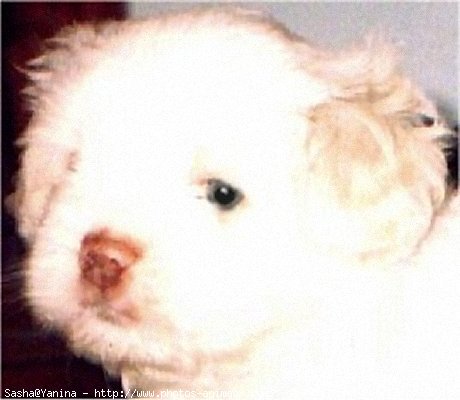 Photo de Bichon havanais