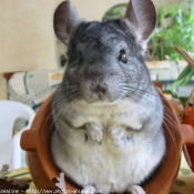 Photo de Chinchilla