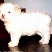 Photo de Bichon havanais