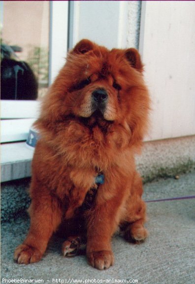 Photo de Chow chow