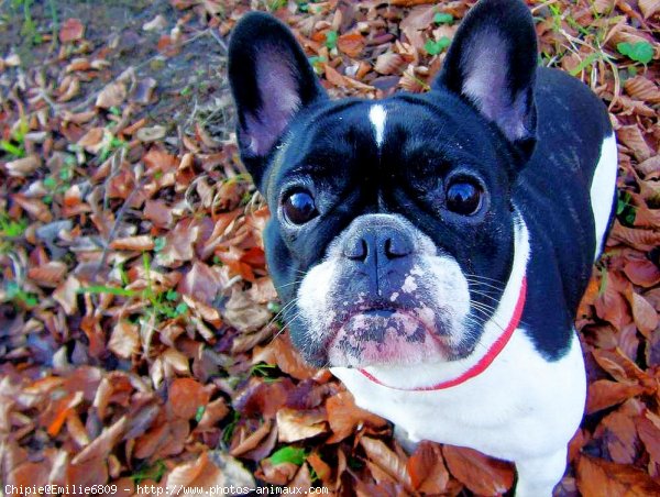 Photo de Bouledogue franais