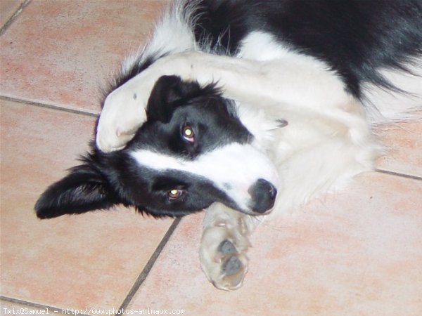 Photo de Border collie