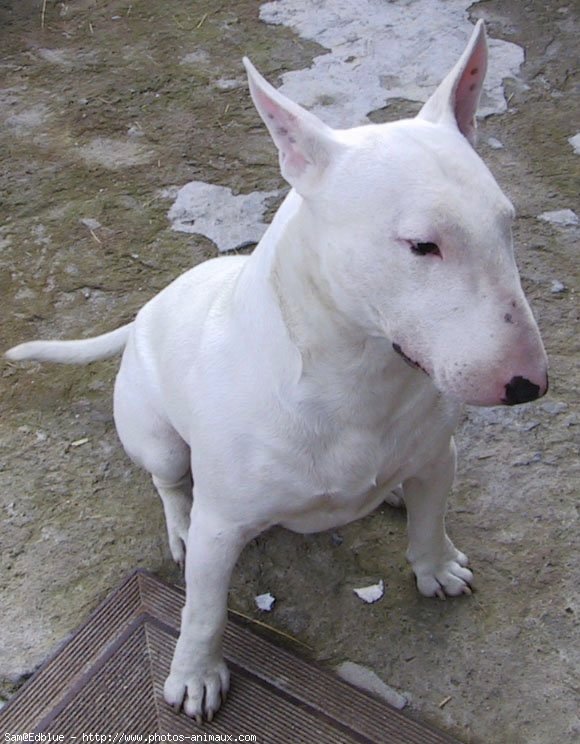 Photo de Bull terrier