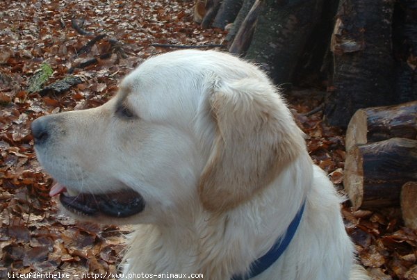 Photo de Golden retriever